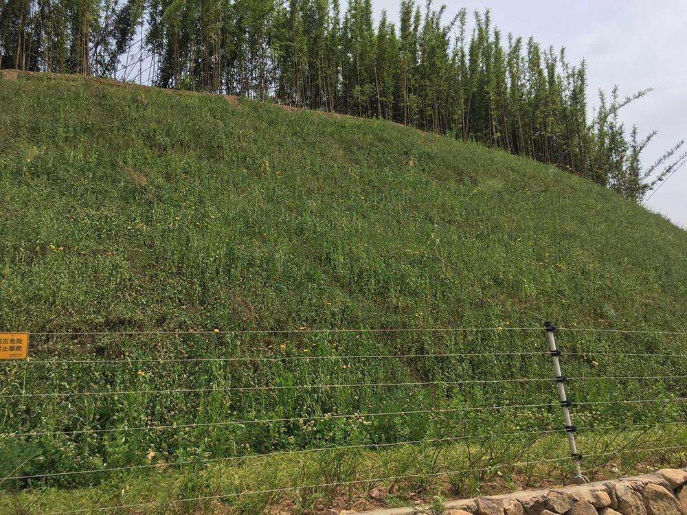 坡面复绿实景